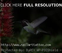 Free Pictures Of Hummingbirds