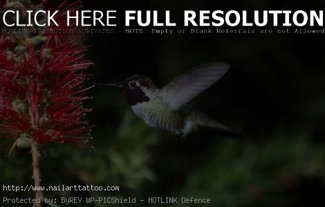 Free Pictures Of Hummingbirds