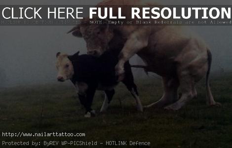 Taurus The Bull Pictures