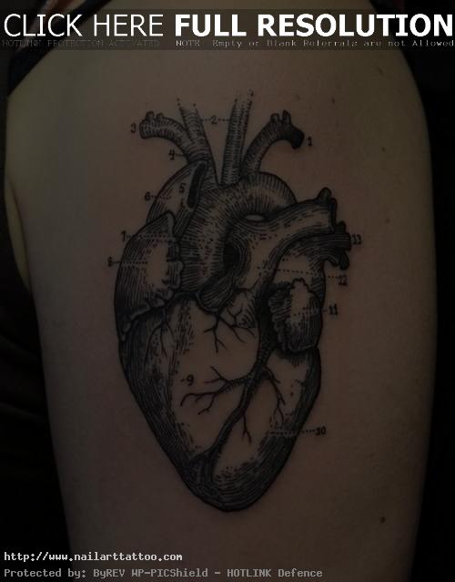Anatomically Correct Heart Tattoo Tattoos Designs Ideas